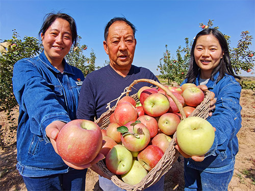 陕西米脂：300亩富硒苹果喜获丰收