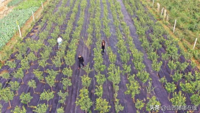 山西夏县：支书带头种桂花，花开飘香迎游人