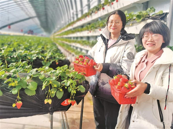 晋中市榆社首家空中立体草莓园开园