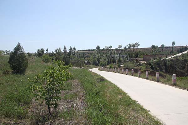 通村道路绿化.jpg