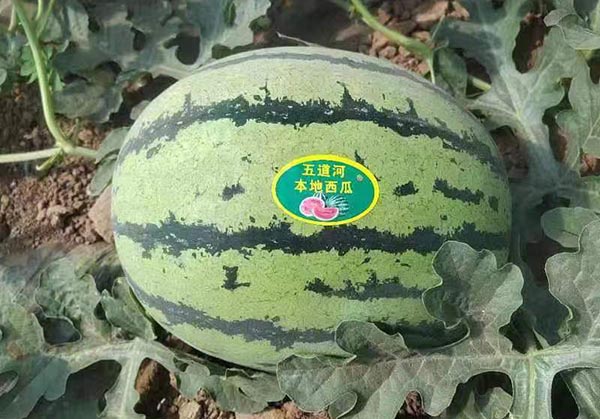 图片49.jpg