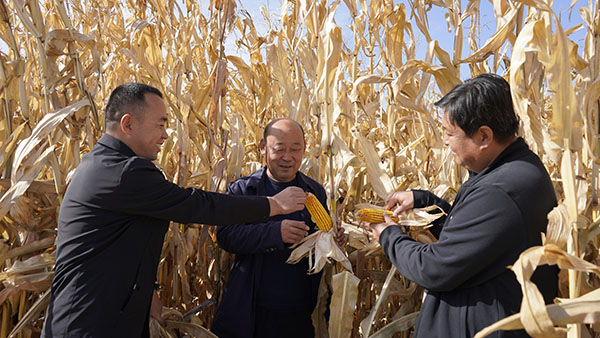 玉米喜获丰收 (11).JPG