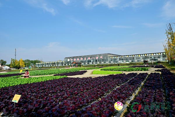 第十二届中国·四川（彭州）蔬菜博览会今日开幕