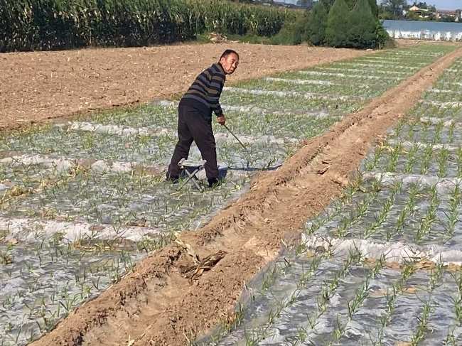 山西夏县尉郭乡台村：紫皮大蒜产业旺 机械化铺就增收路